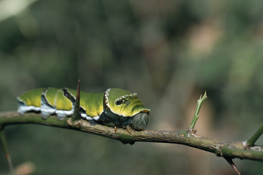 A vibrantly colored caterpillar, approximately three inches in length, with a plump body covered in soft, fuzzy hairs, rests on a large, emerald green leaf, surrounded by delicate, twisted vines and a