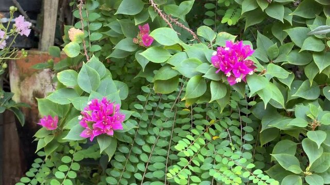 Pink bougainvillea flowers with fresh green leaves, vibrant tropical blossom texture background for nature and botanical garden design use