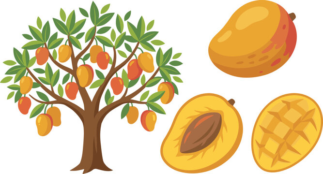 Set of fresh ripe mango fruit illustrations with full mango tree, whole, half, and diced slices