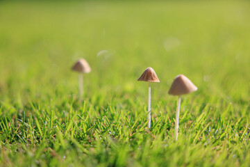 Obraz premium Small Mushrooms Growing in Green Grass