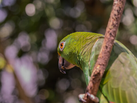 Amazon Parrot (Amazona Genus) Close Up