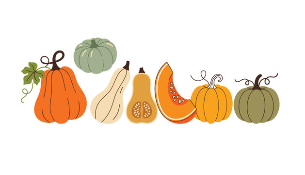 Minimalist autumn pumpkin vector collection featuring organic squashes gourds slices and green pumpkins for modern thanksgiving harvest festival