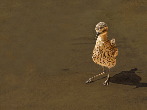  Stone Curlew Sitting lOn Its Legs