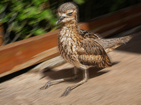  Stone Curlew Sitting On Its Legs Close