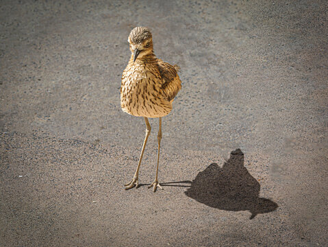 Stone Curlew Standing Alone
