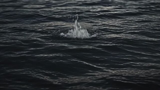 Dark Moody Ocean Surface with Gentle Waves, Ripple Patterns, Textured Water and Foam Surrounding Breaching Whale Splash, Creating Mysterious Tranquil Marine Coastal Background Motion for SEO Friendly