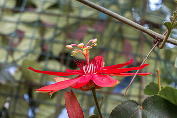 La flor tiene estambres largos © Alexis Ayala