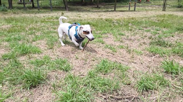 Dog running happily in the park, having fun.
