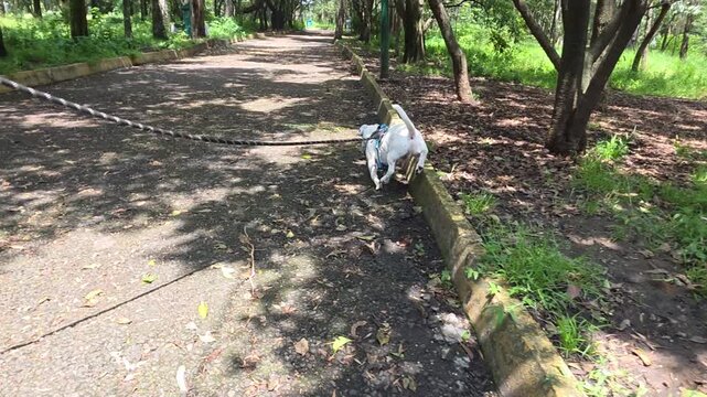 Dog walking in the park with a leash and harness.
