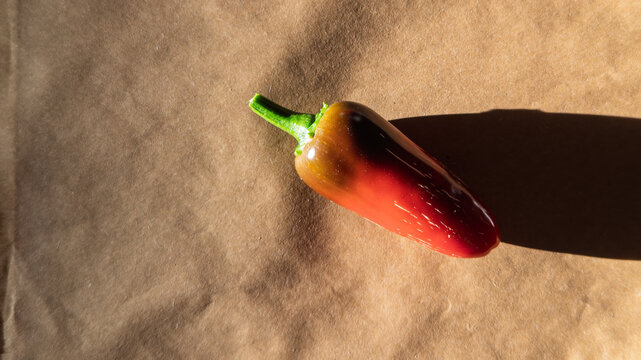 Red Jalapeno chili with corking lines showing maturity on a brown paper backkground with directional lighting and copy space