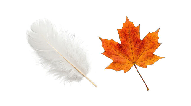 White feather and orange autumn maple leaf isolated on transparent background