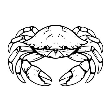 ocean crab marine life line art vector illustration
