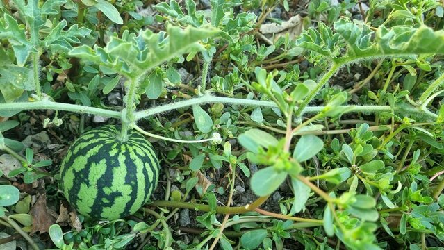 A tiny watermelon growing on the vine, surrounded by lush green foliage and wild purslane. The small fruit displays its characteristic green stripes