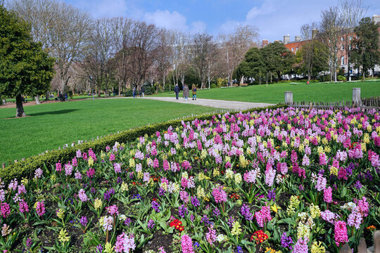 Spring flowers blooming in Merrion Square Park, Dublin