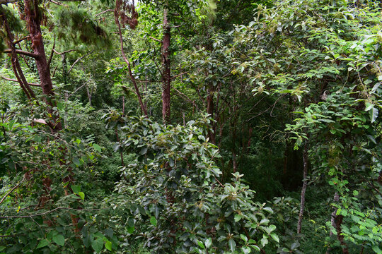 scenic view of lush green tropical rainforest canopy