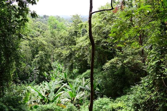 scenic view of lush green tropical rainforest canopy