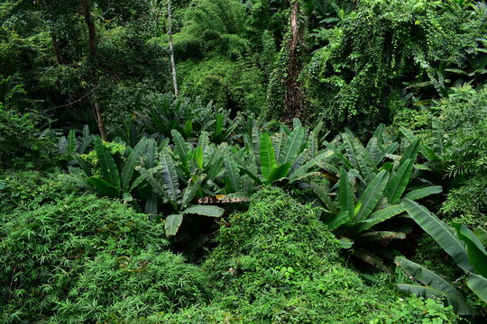 scenic view of lush green tropical rainforest canopy