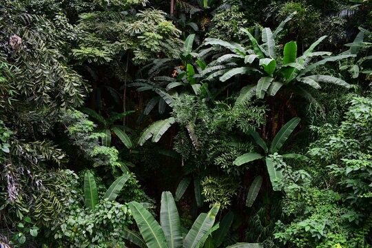 scenic view of lush green tropical rainforest canopy
