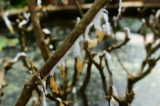 close up view of brown butterfly chrysalise hanging from a branch in a garden