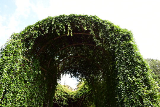 garden tunnel formed by denxe green climbing plant with a central focus opening