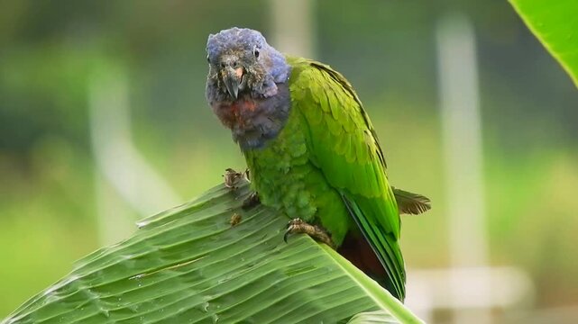 Green Parrot Perched on a Branch