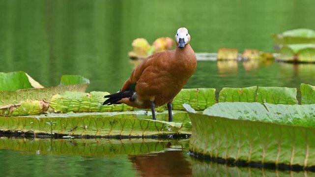 A ruddy shelduck stands on a giant Victoria water lily pad in a pond, bending its neck to preen its feathers
