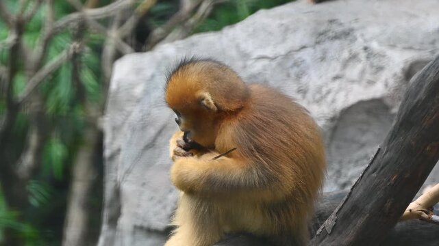 A baby golden snub-nosed monkey sits near a rock, curiously playing with and nibbling on a black plastic string in the zoo