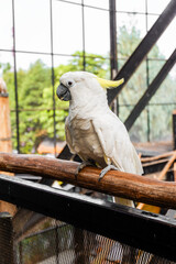 White cockatoo bird with yellow crest perched on wooden branch. © Jassem