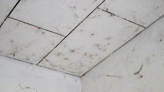Low angle close-up of dusty white ceiling tiles and cobwebs in corner