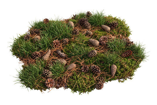 Forest floor moss mound, lush green woodland moss patch covered with fallen dry pine needles and autumn leaves. Natural botanical forest undergrowth landscape element on transparent background.