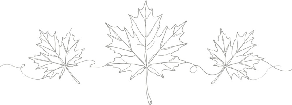 Continuous single path line art vector drawing of three detailed autumn maple leaves on white background