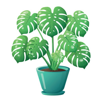Lush potted monstera houseplant in turquoise ceramic planter isolated