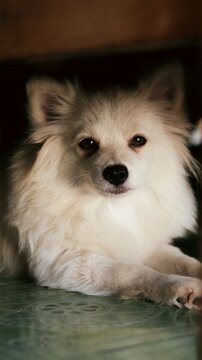 portrait of a white pomeranian dog