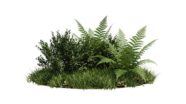 Lush green forest fern bush, vibrant woodland bracken fern bush with graceful arching green fronds and leafy foliage. Botanical woodland garden shade plant element on transparent background.
