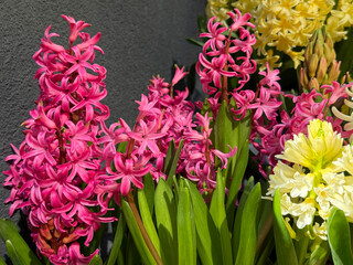 Fototapeta premium Hyacinth spring scented pink and yellow flowers