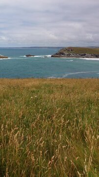 Golden coastal grasses and scattered wildflowers overlook the blue sea in Cornwall, England, UK, beneath a cloudy afternoon sky. Vertical handheld shot with a fixed composition.