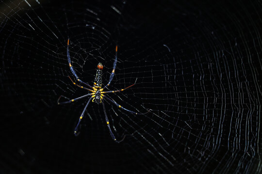 Close-up photograph showcasing the abdomen of a fairly large spider, hanging motionless on its intricate web. Set against a dramatically dark background, highlighting the texture and detail