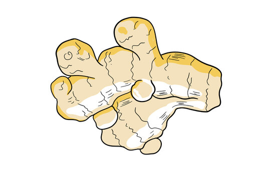 Illustration of ginger spice