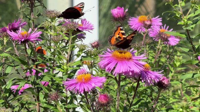Vibrant New England asters with painted lady butterflies and honeybees, September asters and Symphyotrichum novae-angliae in garden bloom