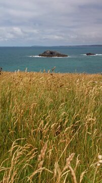 Golden coastal grasses and scattered wildflowers overlook the blue sea in Cornwall, England, UK, beneath a cloudy afternoon sky. Vertical handheld shot with a fixed composition.