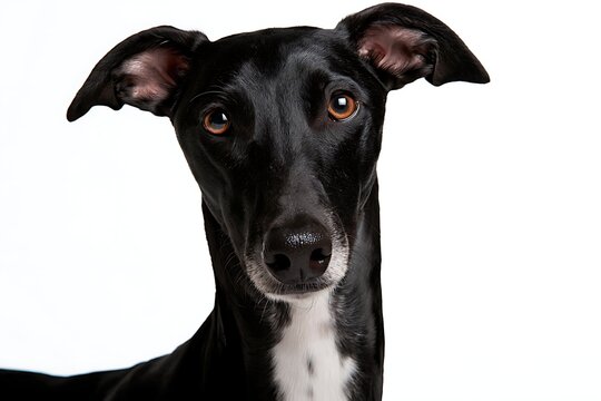 Portrait of a black greyhound dog looking at the camera isolated on white background