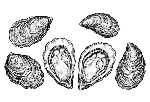 Detailed oyster shell illustrations collection with engraved line art and hand drawn seafood elements