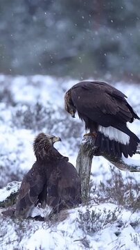 Golden Eagles Feeding in Snowy Winter Landscape