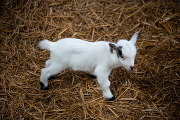 Adorable White Baby Goat Walking on Straw Bedding in a Farm Barn, Young Kid with Black Markings and Horns in a Rustic Agricultural Setting © Pak Lang