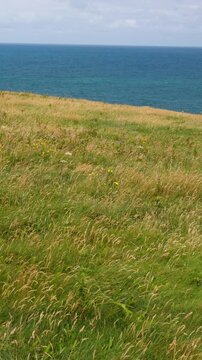 Golden coastal grasses and scattered wildflowers overlook the blue sea in Cornwall, England, UK, beneath a cloudy afternoon sky. Vertical handheld shot with a fixed composition.