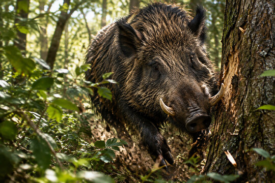 A wild boar charging through dense forest undergrowth, its tusks scraping against tree bark in dappled sunlight.