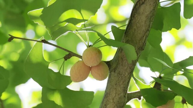 Tokyo, Japan - September 14, 2026: Ripe gingko nuts on a branch