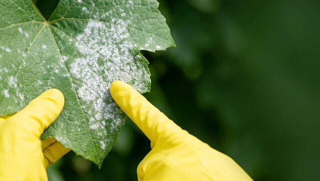 Plant disease inspecting infected leaf on garden foliage, agricultural pest control concept