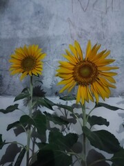 Vibrant sunflower blooming against a wall in low light night mode © Adha