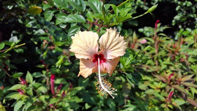 a close-up of the reproductive parts (staminal column) of a Hibiscus rosa-sinensis or ChinaRose flower in a garden